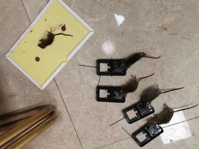 一定要灭老鼠的原因